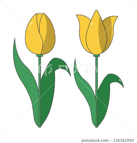 Tulip Blossom Clipart Spring Floral Design 136362950