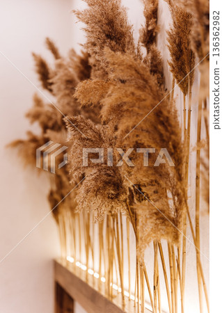 Backlit pampas grass wall decor in warm minimalist boho interior Backlit pampas grass wall decor in warm minimalist boho interior 136362982