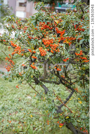 Rowan Tree Bush in Bloom February Rowan Tree Bush in Bloom February 136363048