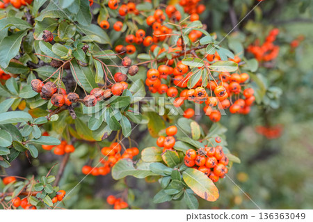 Rowan Bush Close Up February Rowan Bush Close Up February 136363049