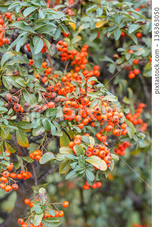 Rowan Bush with Berries February Vertical Rowan Bush with Berries February Vertical 136363050