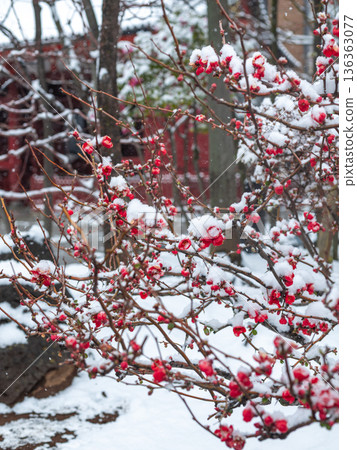 Snow in Tokyo, Asakusa Snow in Tokyo, Asakusa 136363077