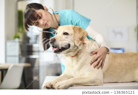 Veterinarian nurse checking labrador dog with stethoscope on table in clinic 136363121