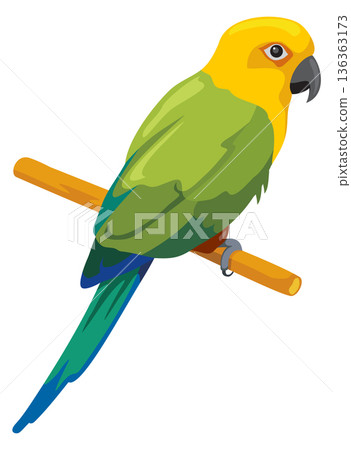 Parakeet sit. Colorful feather parrot cartoon icon 136363173
