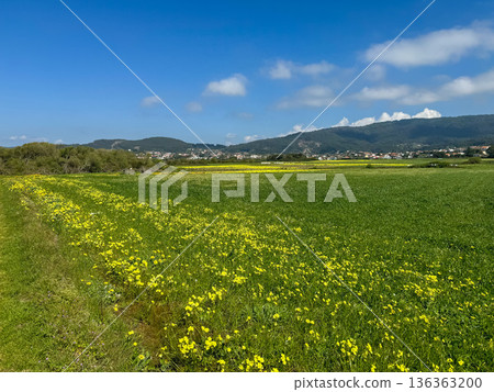 Wide green meadow with yellow wildflowers, open countryside, distant hills with scattered clouds. Sustainability communication, rural development marketing, agriculture, environmental education Wide green meadow with yellow wildflowers, open countryside, distant hills with scattered clouds. Sustainability communication, rural development marketing, agriculture, environmental education 136363200