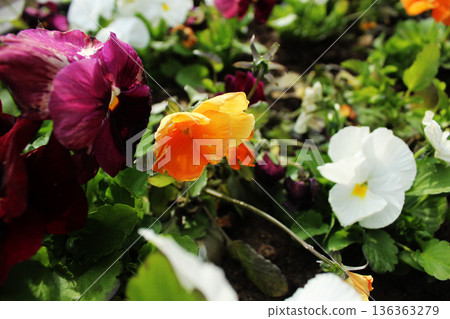 Viola wittrockiana orange purple flower bed 136363279