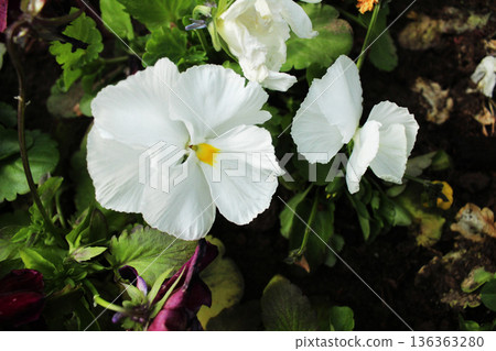 White violet flower with yellow center, close-up, top view White violet flower with yellow center, close-up, top view 136363280