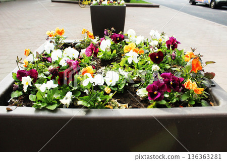 Flower bed with violets Viola wittrockiana with green leaves 136363281