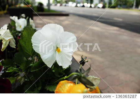 Viola flower close-up White flower on greenery background close-up with space for copyspace text Viola flower close-up White flower on greenery background close-up with space for copyspace text 136363287