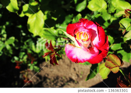 Different varieties of roses. Cultivation of crossed varieties of roses. Red and pink rose on a green background 136363301