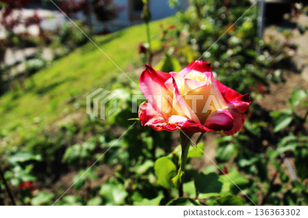 Bicolor rose during the flowering period. Growing rose flowers 136363302