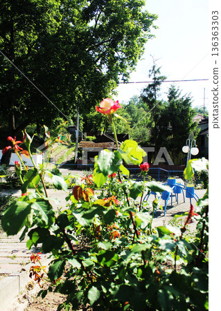 Stages of flowering of rose flowers. Rose buds on a green bush 136363303