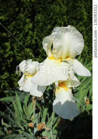 Iridaceae Large White Iris Flowers Close-Up Side View Vertical Photo 136363311