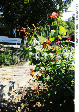 The beginning of flowering of spray rose flowers Stages of flower flowering 136363313