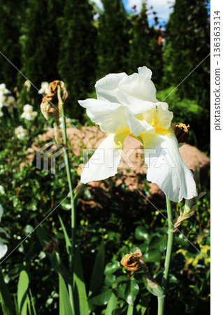 Iridaceae white large flower side view Iridaceae white large flower side view 136363314