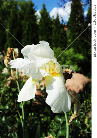Iridaceae non-symmetrical asymmetrical white flower close-up Iridaceae non-symmetrical asymmetrical white flower close-up 136363315