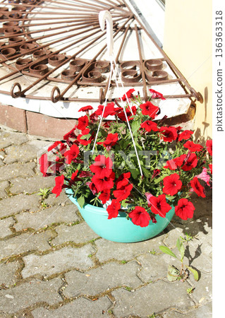 Petunia atkinsiana Surfinia Group is red in a pot with a vein outside. Street Flowers 136363318