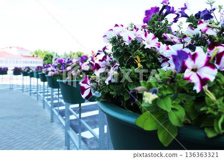 Petunia atkinsiana Surfinia Group outdoor potted flowers. Flower decoration Petunia atkinsiana Surfinia Group outdoor potted flowers. Flower decoration 136363321