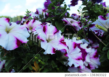 Petunia atkinsiana Surfinia Group close-up. Petunias white blue close-up Petunia atkinsiana Surfinia Group close-up. Petunias white blue close-up 136363322