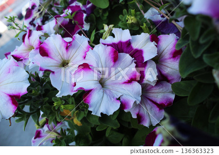 Petunia atkinsiana Surfinia Group petunias outdoor flowers in pots close-up 136363323
