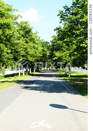 Walking path in the park between the green chestnut trees Walking path in the park between the green chestnut trees 136363336