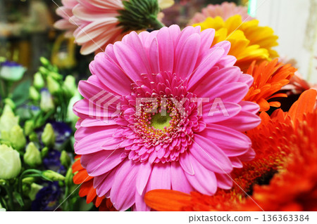 Pink gerbera flower in bouquet close-up Pink gerbera flower in bouquet close-up 136363384