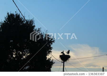 Silhouettes of storks against the background of blue sky and wood. Black and Blue Landscape in Summer Silhouettes of storks against the background of blue sky and wood. Black and Blue Landscape in Summer 136363387