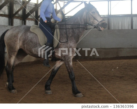 Grey Horse Rider on Indoor Area 136363396