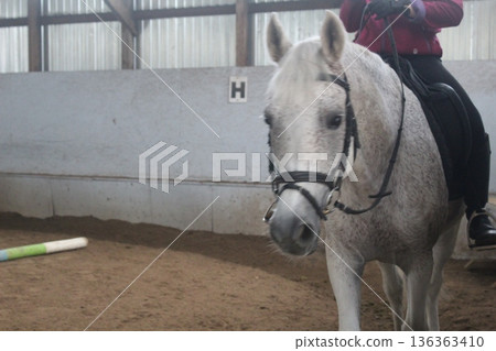 White Horse Running Through Arena With Rider Close-Up 136363410