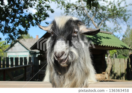Funny gray goat flirting in front of the camera close-up summer 136363458