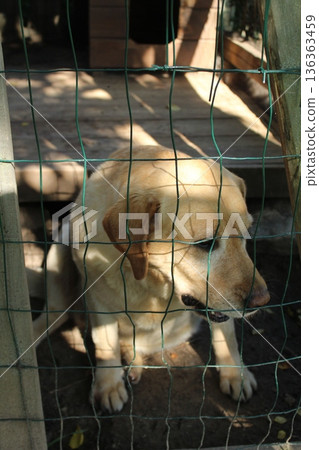 A sad light-colored dog is sitting behind a cage 136363459