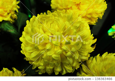 Close-up of a large yellow marigold flower. Flowers for bouquets Close-up of a large yellow marigold flower. Flowers for bouquets 136363466