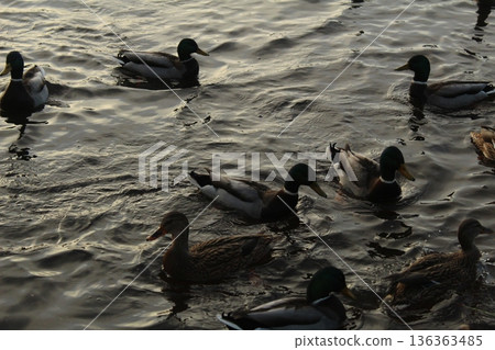 A flock of migratory birds on the lake in the evening. Migratory birds 136363485