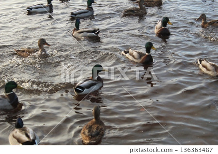 Migratory ducks and drakes in the lake river swim before the flight 136363487