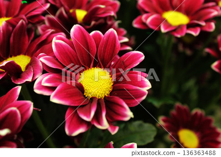 Chrysanthemum. Bright pink flowers with a yellow center for bouquets in autumn Chrysanthemum. Bright pink flowers with a yellow center for bouquets in autumn 136363488