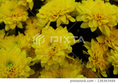 Yellow chrysanthemum close-up. Flower background Yellow chrysanthemum close-up. Flower background 136363489