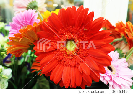A close-up of an orange gerbera. Flowers for a bouquet 136363491