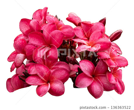 Group of bright pink flowers showing water droplets on petals. The flowers are arranged closely, displaying their natural beauty and fresh appearance in a clear cut-out format 136363522
