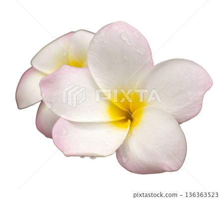 Two pink and white flowers with yellow centers are positioned on white background. The flowers appear fresh and vibrant, suitable for designs or decorative uses Two pink and white flowers with yellow centers are positioned on white background. The flowers appear fresh and vibrant, suitable for designs or decorative uses 136363523