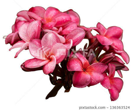 Group of bright pink flowers arranged closely together. The flowers have smooth petals and show water droplets. The stems are dark green. Suitable for decoration or design use 136363524