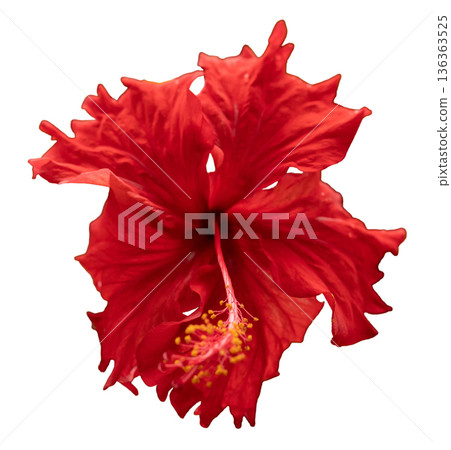 This red hibiscus flower shows off its big petals and bright colors. The flower has yellow stamens at the center. It is cut out on white background 136363525