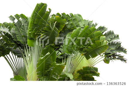 Tropical leaves show a variety of shapes and sizes, cut out against white background. They appear bright and fresh, suggesting a warm and sunny atmosphere Tropical leaves show a variety of shapes and sizes, cut out against white background. They appear bright and fresh, suggesting a warm and sunny atmosphere 136363526