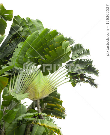 Green palm leaves are cut out against white background. The different shapes and sizes of the leaves are clear and visible, perfect for various uses in design or nature content Green palm leaves are cut out against white background. The different shapes and sizes of the leaves are clear and visible, perfect for various uses in design or nature content 136363527