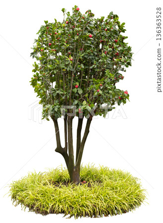 A flowering plant with several trunks and vibrant blooms, surrounded by green grass. The plant stands out on a clear background A flowering plant with several trunks and vibrant blooms, surrounded by green grass. The plant stands out on a clear background 136363528