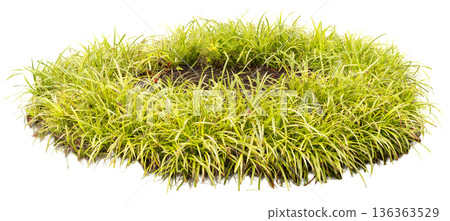 This round green grass patch sits on white background. It is designed for various uses in landscaping, graphic design, or other creative projects. The grass has a natural look This round green grass patch sits on white background. It is designed for various uses in landscaping, graphic design, or other creative projects. The grass has a natural look 136363529