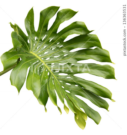 A large monstera leaf with distinct holes and deep green color. The leaf is cut out and placed on white background, making it suitable for different uses in designs and decorations A large monstera leaf with distinct holes and deep green color. The leaf is cut out and placed on white background, making it suitable for different uses in designs and decorations 136363531