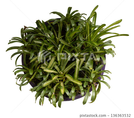 A round pot filled with a variety of green leaves. The leaves are growing closely together, creating a dense appearance. The background is white, highlighting the plant A round pot filled with a variety of green leaves. The leaves are growing closely together, creating a dense appearance. The background is white, highlighting the plant 136363532