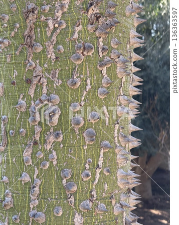 Thorny ceiba tree trunk texture closeup, ideal background for nature and botanical themes 136363597