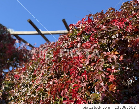 Autumn foliage with red leaves on a sunny day, set against a clear blue sky as background 136363598