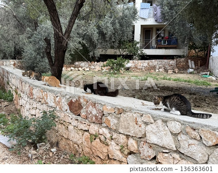 Four cats on stone wall near house with trees, exploring environment in relaxed rural setting Four cats on stone wall near house with trees, exploring environment in relaxed rural setting 136363601